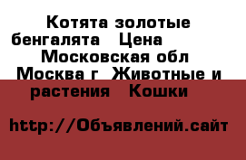 Котята-золотые бенгалята › Цена ­ 12 000 - Московская обл., Москва г. Животные и растения » Кошки   
